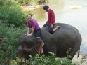 Elephant bathing, Luang Prabang, Laos